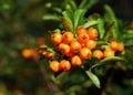 Fruits of pyracantha coccinea Royalty Free Stock Photo