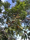 Fruits of rambutan tree Royalty Free Stock Photo