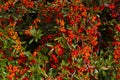 Fruits red autumn bush leafs Royalty Free Stock Photo