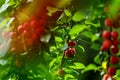 Fruits of red cherry plum in the garden after the morning rain Royalty Free Stock Photo