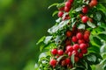 Fruits of red cherry plum in the garden after the morning rain Royalty Free Stock Photo