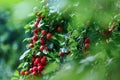 Fruits of red cherry plum in the garden after the morning rain Royalty Free Stock Photo