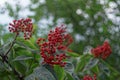 fruits of red elderberry Royalty Free Stock Photo