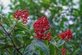 fruits of red elderberry Royalty Free Stock Photo