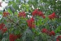 fruits of red elderberry Royalty Free Stock Photo