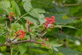 Fruits of red elderberry Sambucus racemose on a branch