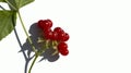 fruits of a red forest berry on a white background, backgrounds, textures, Royalty Free Stock Photo