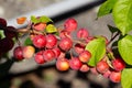 Fruits of a red sentinel apple tree, a ornamental apple also called ruber custos, christmas apple or zierapfel