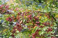 Fruits of a red sentinel apple tree, a ornamental apple also called ruber custos, christmas apple or zierapfel