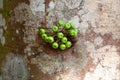 Fruits of a red stem fig, Ficus variegata Royalty Free Stock Photo