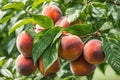 Fruits of ripe red peach on a background of green peach foliage in the garden Royalty Free Stock Photo