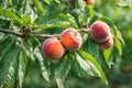 Fruits of ripe red peach on a background of green peach foliage in the garden Royalty Free Stock Photo