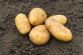 The fruits of ripe white potatoes lie on the soil in the garden. The concept of picking vegetables in the garden in summer and Royalty Free Stock Photo