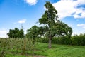 Old pear tree in the middle of apple orchards. Orchards near Lake Constance, Germany. Royalty Free Stock Photo