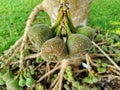 Fruits of Roxburgh fig, elephant ear fig tree Ficus auriculata are produced on thin branches emerging from the trunk or from the
