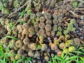 Fruits of Roxburgh fig, elephant ear fig tree Ficus auriculata are produced on thin branches emerging from the trunk or from the