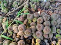 Fruits of Roxburgh fig, elephant ear fig tree Ficus auriculata are produced on thin branches emerging from the trunk or from the