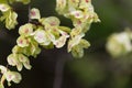 Fruits of a Scots elm Ulmus glabra Royalty Free Stock Photo