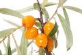 Fruits of sea buckthorn closeup