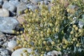 Fruits of the Sea Kale (Crambe maritima) Royalty Free Stock Photo