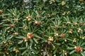 Fruits with seeds among green foliage on pittosporum tobira bush in the garden Royalty Free Stock Photo