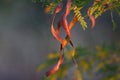 Fruits with seeds The honey locust Royalty Free Stock Photo