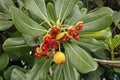 Fruits and seeds of pittosporum tobira Royalty Free Stock Photo