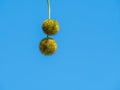 Fruits and seeds of Platanus or plane tree against clear blue sky