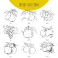 Fruits set freehand pencil drawn sketch illustration Royalty Free Stock Photo