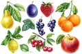 Fruits set on isolated white background, watercolor botanical painting. Orange, cherry, Lemon, Strawberry, plum and pear Royalty Free Stock Photo