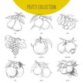 Fruits set vector freehand pencil drawn sketch illustration Royalty Free Stock Photo