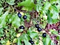 Fruits of sloes in autumn Royalty Free Stock Photo