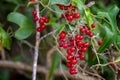 Fruits of the Smilax aspera Royalty Free Stock Photo