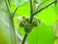 Fruits of Solanum ferox or Hairy Fruited Eggplant is bouquet on