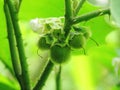 Fruits of Solanum ferox or Hairy Fruited Eggplant is bouquet on