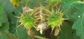 Fruits of Solanum Sisymbriifolium Plant on Green Leaves Background Royalty Free Stock Photo
