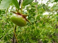 Fruits of Sonneratia alba hang on the tree.