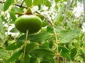 Fruits of Sonneratia alba hang on the tree.