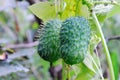 Fruits of squirting cucumber plants - Ecballium elaterium.