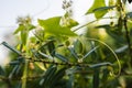 Fruit and barbs of squirting cucumber plants. Ecballium elaterium on a background of green leaves.