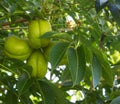 Fruits of Sterculia foetida tree