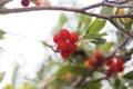 Fruits of a strawberry tree Arbutus unedo Royalty Free Stock Photo