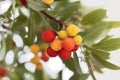 Fruits of a strawberry tree Arbutus unedo Royalty Free Stock Photo