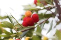 Fruits of a strawberry tree Arbutus unedo