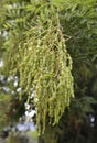 Fruits of Styphnolobium japonicum or Sophora japonica