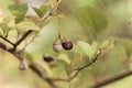 Fruits of Styrax japonicus