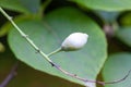 Fruits of a Styrax obassia Royalty Free Stock Photo