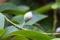 Fruits of a Styrax obassia Royalty Free Stock Photo