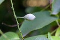 Fruits of a Styrax obassia Royalty Free Stock Photo