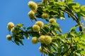 Fruits of sweet chestnut tree (Castanea sativa). Close-up of Sweet Chestnut (Spanish or just chestnut) Royalty Free Stock Photo